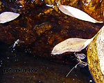 This is Troutnut.com's first picture of a springtail, a type of six-legged, non-insect arthropod.  It's riding on the surface film under the mayfly's left tail. From the Kuparuk River in Alaska.