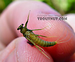 A freshly emerged female Drunella cornuta dun. From Brodhead Creek in Pennsylvania.