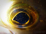 Close-up of an arctic grayling's eye. From Fish Creek in Alaska.