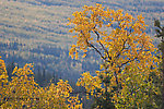 View from the Elliott Highway not far north of Fairbanks, on my way up to the Dalton. From Dalton Highway in Alaska.