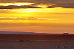 A lone caribou grazes on the Arctic coastal plain near Prudhoe Bay. From Dalton Highway in Alaska.