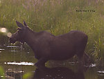  From the Chena River in Alaska.