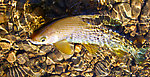 This pretty little grayling fell for a well-placed beetle imitation. From the Chena River in Alaska.