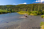 A few spawning sockeye salmon are visible near the lower left corner of this scene. From the Gulkana River in Alaska.