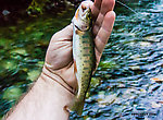 This was the first Westslope Cutthroat I caught in the South Fork Snoqualmie, which contains mostly Coastal Cutthroat. From the South Fork Snoqualmie River in Washington.