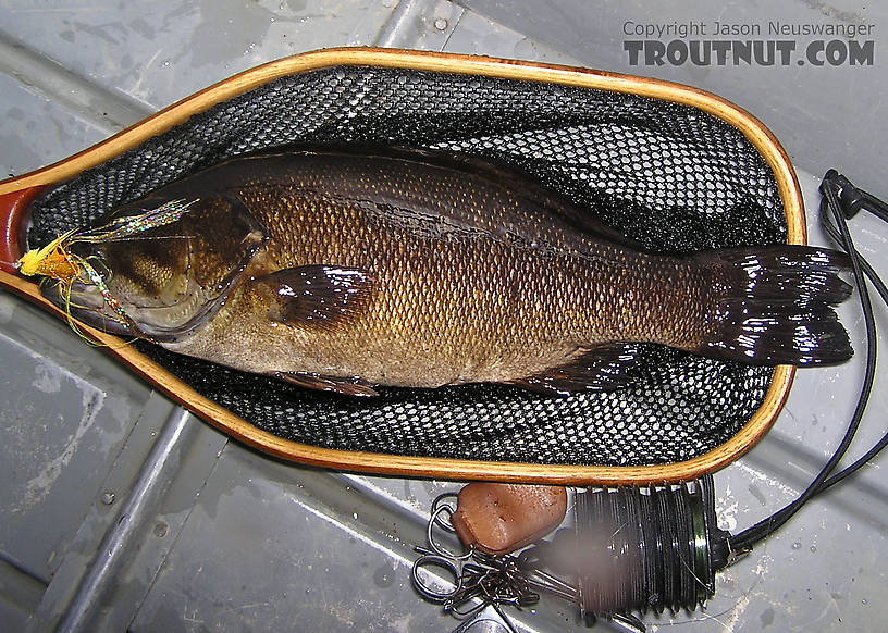  From the West Fork of the Chippewa River in Wisconsin.