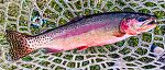 Eleven inch golden trout From Titcomb Basin in Wyoming.