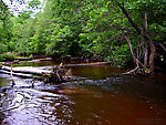  From the Marengo River above Four Corners Store Road in Wisconsin.