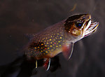 Fish don't get any better than this. From the Bois Brule River in Wisconsin.