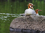 Look at the hole in that thing's mouth... no wonder mergansers are a threat to trout. From the Bois Brule River in Wisconsin.