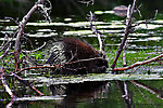 This porcupine seemed to be feeding on the filamentous green algae that had accumulated around the tip of a fallen cedar sweeper on a classic piece of northwoods trout water. From the Bois Brule River in Wisconsin.