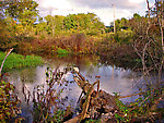 This beaver dam is an obstacle to trout migration, and the beaver pond is an obstacle to Troutnut migration.  It made a big enough swamp that I turned around and headed downstream to fish a tributary of this small stream -- a good choice, as it turned out. From Fall Creek in New York.