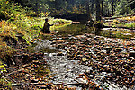 I try to find a brookie in a beautiful, clear pool, but with no luck. From the Mystery Creek # 23 in New York.