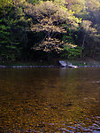  From the West Branch of the Delaware River in New York.