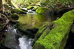  From Neversink Gorge (Wolf Brook) in New York.