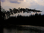  From the Chena River in Alaska.