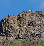 A Dall Sheep ram sits atop a mountain in Denali National Park. From Denali National Park in Alaska.