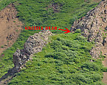 In this "close up" of a grizzly bear laying down on an alpine hillside in Denali National Park, you can almost tell it's a bear. From Denali National Park in Alaska.