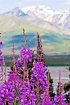  From the Delta River in Alaska.