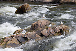  From the Gulkana River in Alaska.