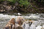 A Bonaparte's Gull perched on a rock. From the Gulkana River in Alaska.