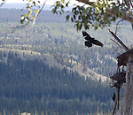 A raven returns to its cliff-side nest along the Copper River. From the Copper River in Alaska.