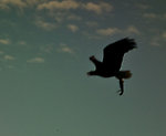 This is a pretty cool silhouette of a bald eagle carrying some food, even though it isn't terribly well-focused or well-lit.  I was actually driving when I took it (though it was on a no-traffic campground driveway, so it wasn't unsafe) and the eagle swooped into the roadway right in front of me, then flew around to the side and gave me this profile. From the Copper River in Alaska.