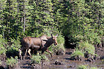  From Richardson Highway in Alaska.