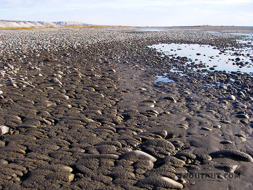 A muddy, mile-wide cobble bar on the very lower Sagavanirktok (or "Sag") River. From the Sagavanirktok River in Alaska.