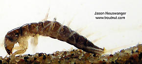 Sialis  Alderfly Larva