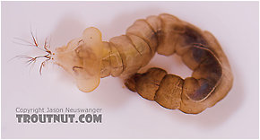 Hexatoma  True Fly Larva