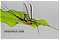 Male Hexagenia atrocaudata (Late Hex) Mayfly Spinner