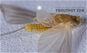 Female Ephemerellidae (Hendricksons, Sulphurs, PMDs, BWOs) Mayfly Dun