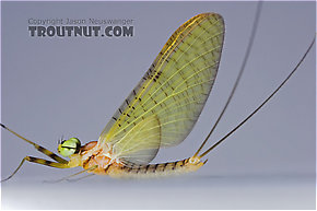 Male Stenacron (Light Cahills) Mayfly Dun
