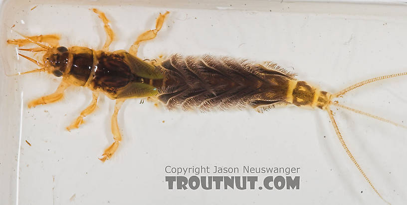 Hexagenia limbata (Hex) Mayfly Nymph from the Namekagon River in Wisconsin