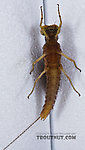 Male Eurylophella (Chocolate Duns) Mayfly Dun