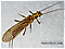 Isoperla (Stripetails and Yellow Stones) Stonefly Adult