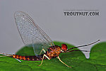 Male Isonychia bicolor (Mahogany Dun) Mayfly Spinner