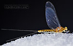 Female Baetidae (Blue-Winged Olives) Mayfly Spinner