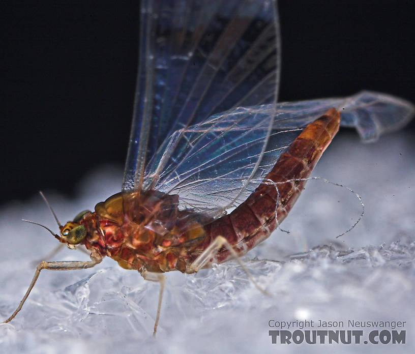 Female Baetidae (Blue-Winged Olives) Mayfly Spinner from the West Branch of Owego Creek in New York