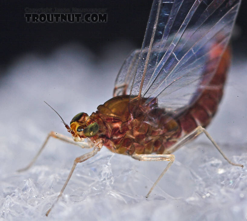 Female Baetidae (Blue-Winged Olives) Mayfly Spinner from the West Branch of Owego Creek in New York