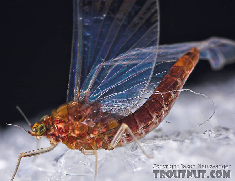 Female Baetidae (Blue-Winged Olives) Mayfly Spinner from the West Branch of Owego Creek in New York