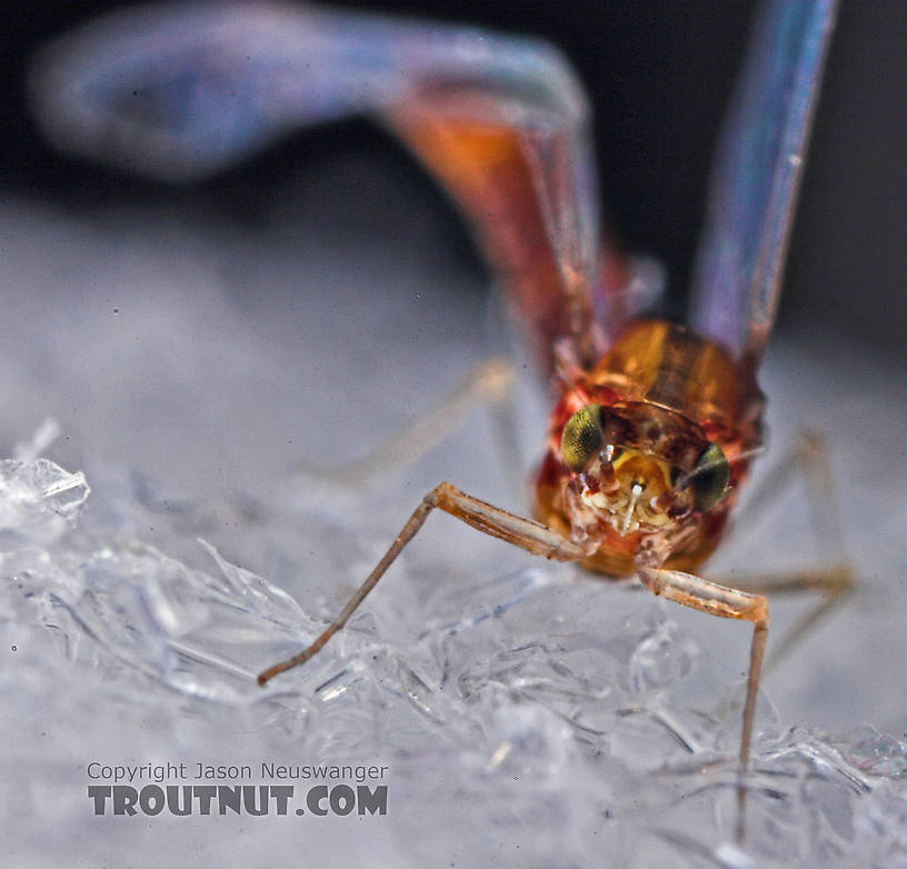 Female Baetidae (Blue-Winged Olives) Mayfly Spinner from the West Branch of Owego Creek in New York