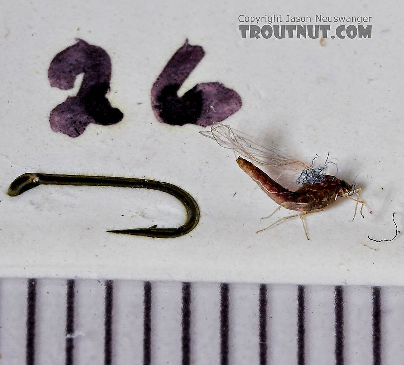 Female Baetidae (Blue-Winged Olives) Mayfly Spinner from the West Branch of Owego Creek in New York