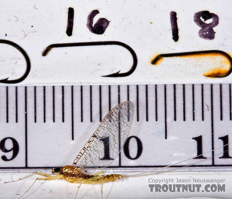 Female Leucrocuta Hebe Little Yellow Quill Mayfly