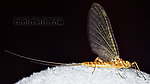 Female Maccaffertium (March Browns and Cahills) Mayfly Dun