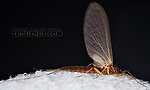 Female Paraleptophlebia (Blue Quills and Mahogany Duns) Mayfly Dun