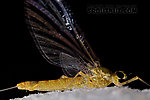 Female Epeorus frisoni  Mayfly Spinner