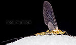 Male Epeorus frisoni  Mayfly Dun