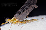 Male Epeorus frisoni  Mayfly Dun